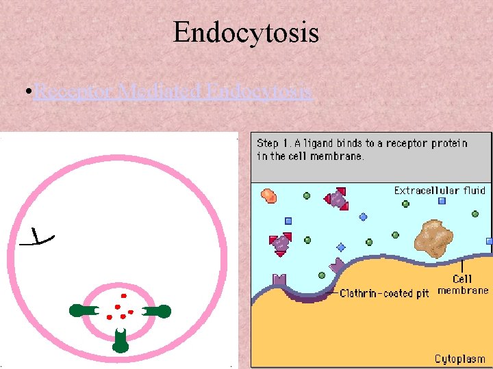 Endocytosis • Receptor Mediated Endocytosis 