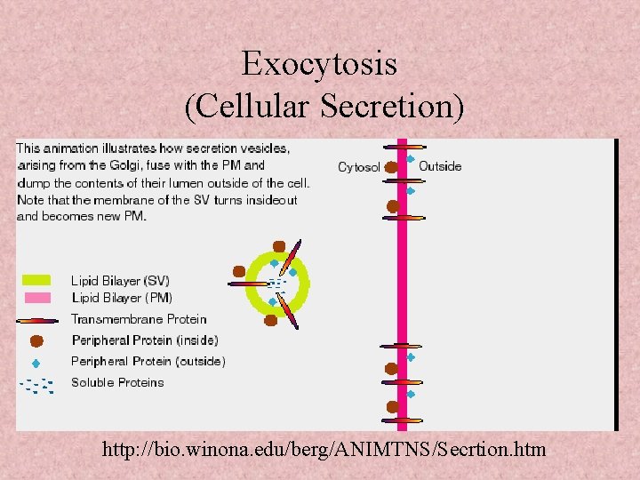 Exocytosis (Cellular Secretion) http: //bio. winona. edu/berg/ANIMTNS/Secrtion. htm 