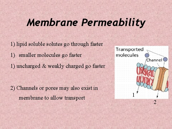 Membrane Permeability 1) lipid soluble solutes go through faster 1) smaller molecules go faster