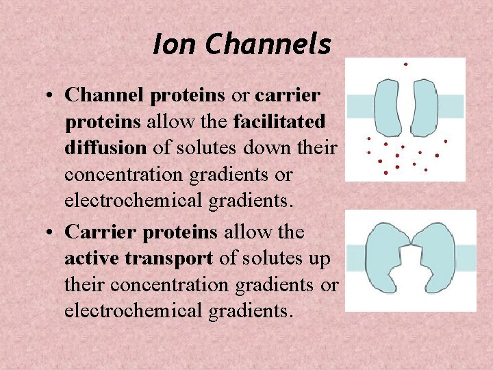 Ion Channels • Channel proteins or carrier proteins allow the facilitated diffusion of solutes