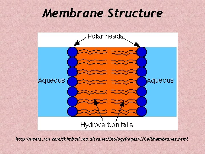 Membrane Structure http: //users. rcn. com/jkimball. ma. ultranet/Biology. Pages/C/Cell. Membranes. html 