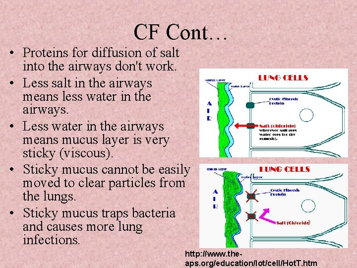 CF Cont… • Proteins for diffusion of salt into the airways don't work. •