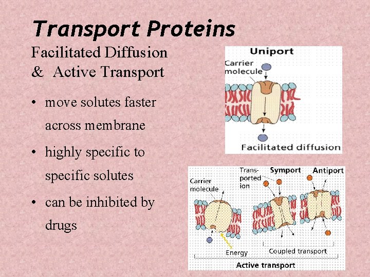 Transport Proteins Facilitated Diffusion & Active Transport • move solutes faster across membrane •