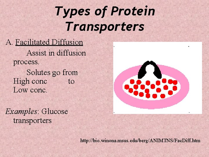 Types of Protein Transporters A. Facilitated Diffusion Assist in diffusion process. Solutes go from
