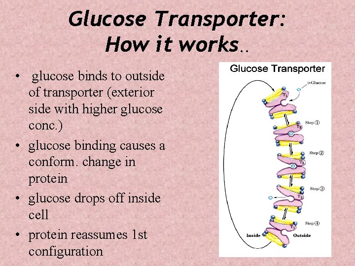 Glucose Transporter: How it works. . • glucose binds to outside of transporter (exterior