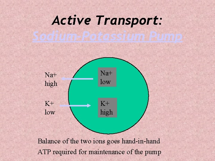 Active Transport: Sodium-Potassium Pump Na+ high Na+ low K+ high Balance of the two