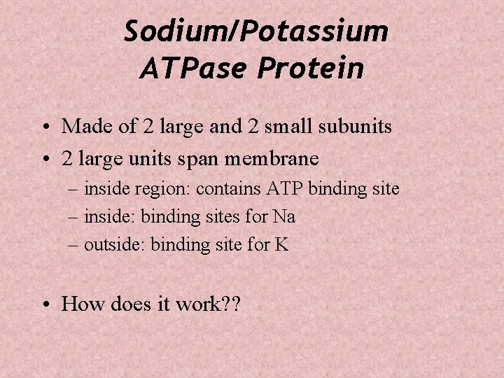 Sodium/Potassium ATPase Protein • Made of 2 large and 2 small subunits • 2