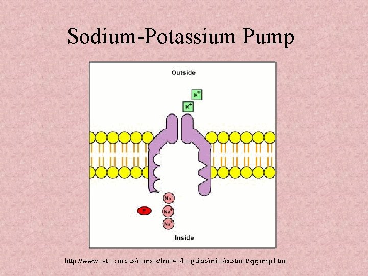 Sodium-Potassium Pump http: //www. cat. cc. md. us/courses/bio 141/lecguide/unit 1/eustruct/sppump. html 