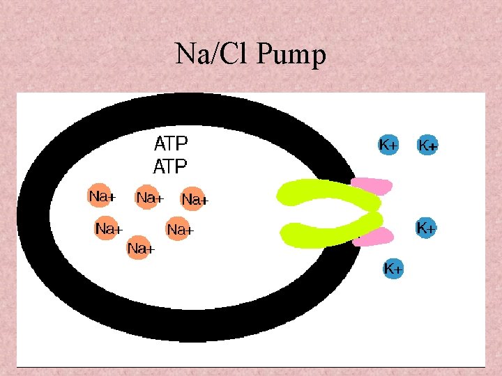 Na/Cl Pump 