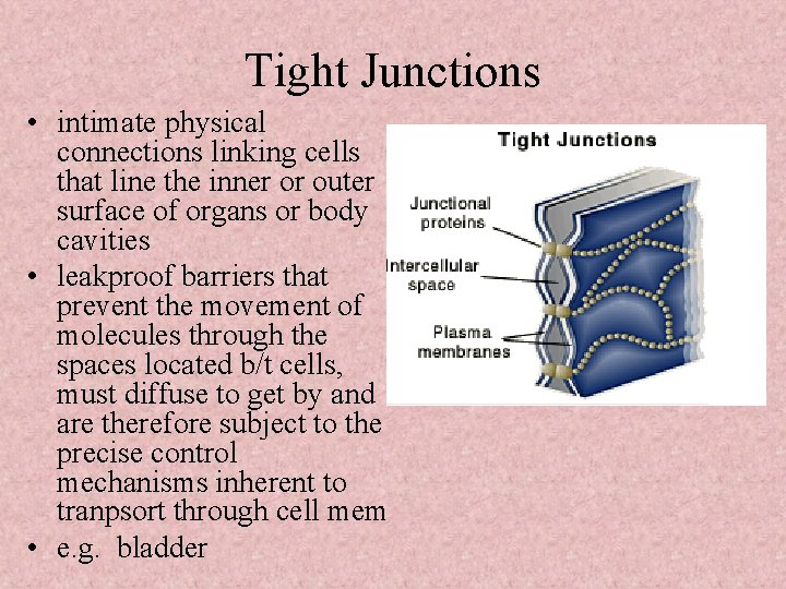 Tight Junctions • intimate physical connections linking cells that line the inner or outer