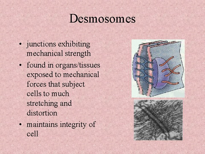 Desmosomes • junctions exhibiting mechanical strength • found in organs/tissues exposed to mechanical forces