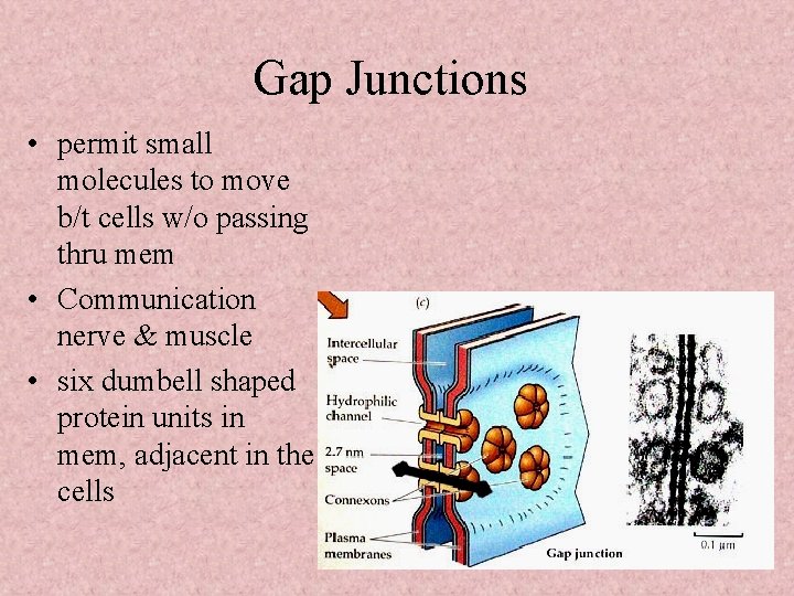 Gap Junctions • permit small molecules to move b/t cells w/o passing thru mem