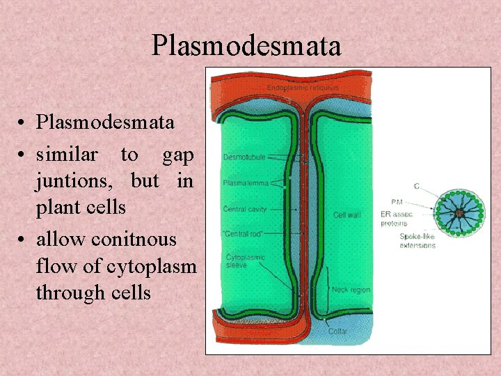 Plasmodesmata • similar to gap juntions, but in plant cells • allow conitnous flow