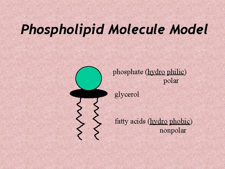 Phospholipid Molecule Model phosphate (hydro philic) polar glycerol fatty acids (hydro phobic) nonpolar 