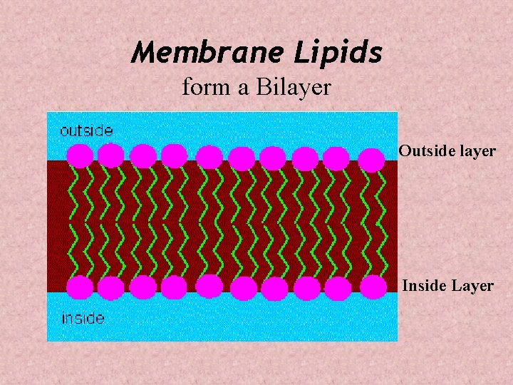 Membrane Lipids form a Bilayer Outside layer Inside Layer 