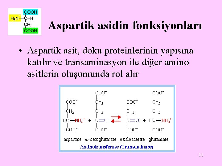 Aspartik asidin fonksiyonları • Aspartik asit, doku proteinlerinin yapısına katılır ve transaminasyon ile diğer