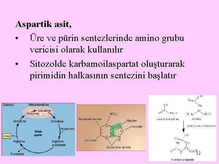 Aspartik asit, • Üre ve pürin sentezlerinde amino grubu vericisi olarak kullanılır • Sitozolde