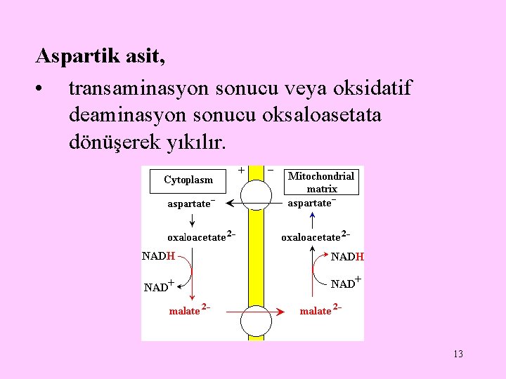 Aspartik asit, • transaminasyon sonucu veya oksidatif deaminasyon sonucu oksaloasetata dönüşerek yıkılır. 13 