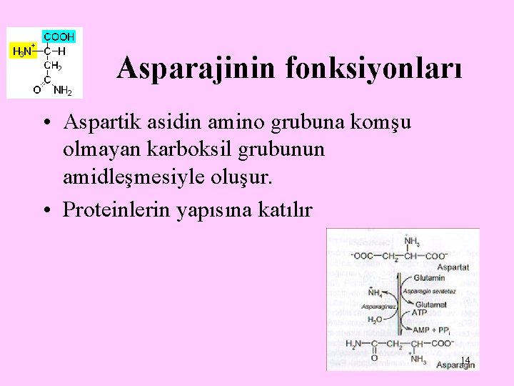 Asparajinin fonksiyonları • Aspartik asidin amino grubuna komşu olmayan karboksil grubunun amidleşmesiyle oluşur. •