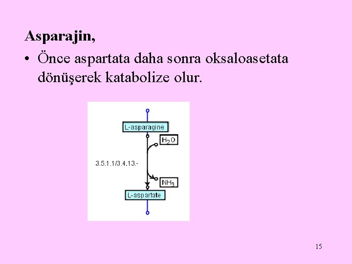 Asparajin, • Önce aspartata daha sonra oksaloasetata dönüşerek katabolize olur. 15 