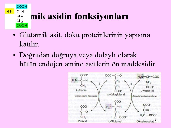 Glutamik asidin fonksiyonları • Glutamik asit, doku proteinlerinin yapısına katılır. • Doğrudan doğruya veya