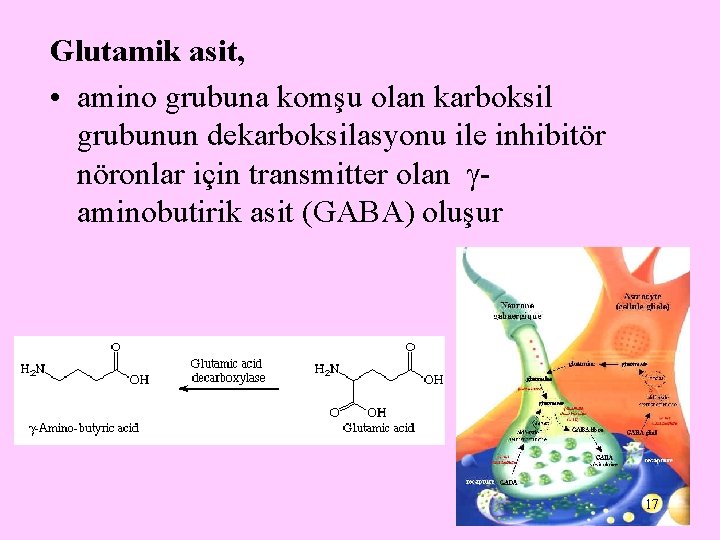 Glutamik asit, • amino grubuna komşu olan karboksil grubunun dekarboksilasyonu ile inhibitör nöronlar için