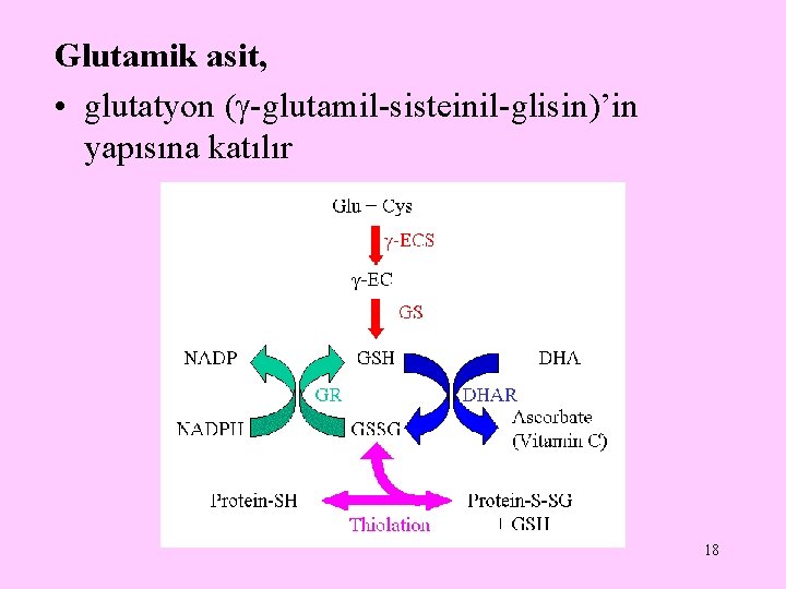 Glutamik asit, • glutatyon ( -glutamil-sisteinil-glisin)’in yapısına katılır 18 
