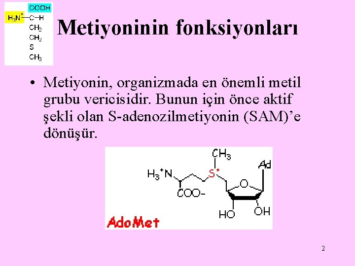 Metiyoninin fonksiyonları • Metiyonin, organizmada en önemli metil grubu vericisidir. Bunun için önce aktif