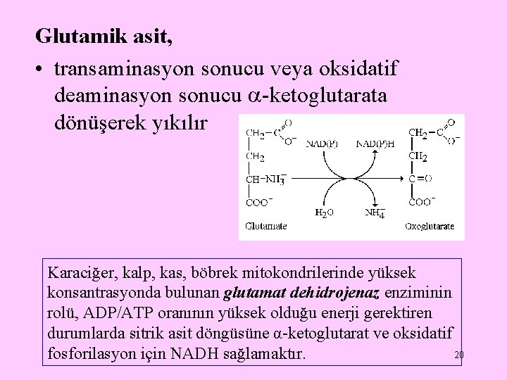 Glutamik asit, • transaminasyon sonucu veya oksidatif deaminasyon sonucu -ketoglutarata dönüşerek yıkılır Karaciğer, kalp,