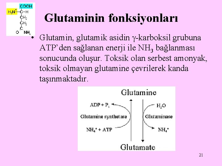 Glutaminin fonksiyonları • Glutamin, glutamik asidin -karboksil grubuna ATP’den sağlanan enerji ile NH 3