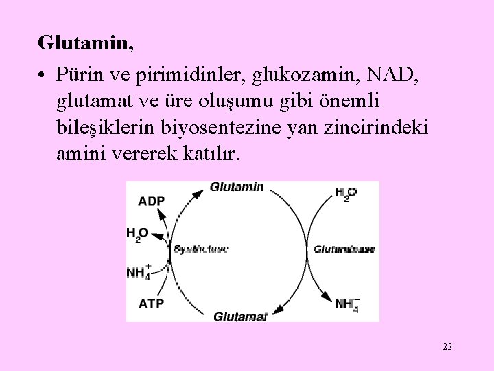 Glutamin, • Pürin ve pirimidinler, glukozamin, NAD, glutamat ve üre oluşumu gibi önemli bileşiklerin