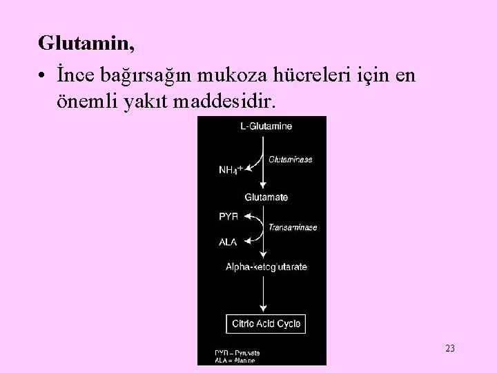 Glutamin, • İnce bağırsağın mukoza hücreleri için en önemli yakıt maddesidir. 23 