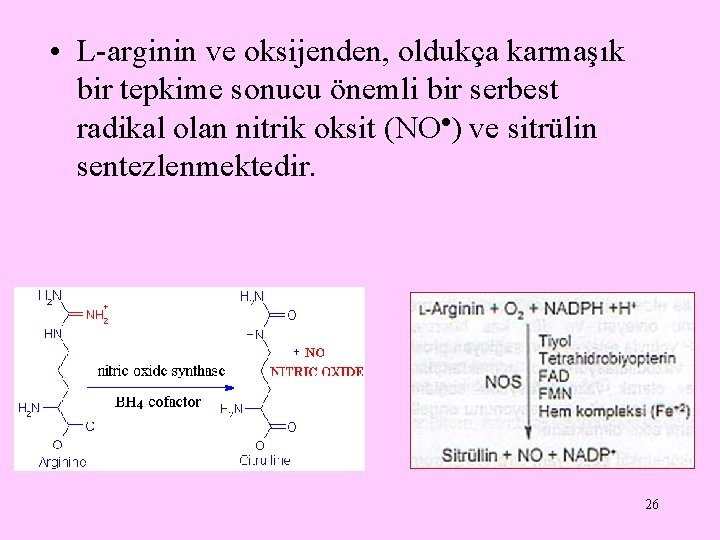  • L-arginin ve oksijenden, oldukça karmaşık bir tepkime sonucu önemli bir serbest radikal