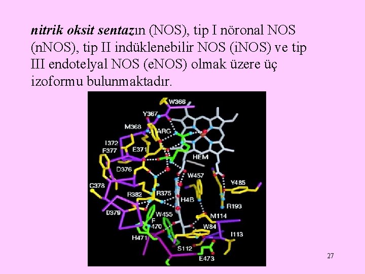 nitrik oksit sentazın (NOS), tip I nöronal NOS (n. NOS), tip II indüklenebilir NOS