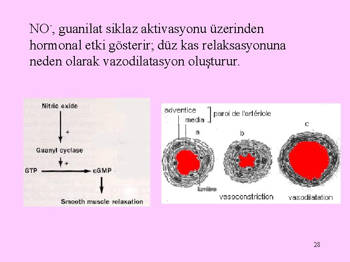 NO·, guanilat siklaz aktivasyonu üzerinden hormonal etki gösterir; düz kas relaksasyonuna neden olarak vazodilatasyon