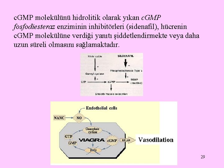 c. GMP molekülünü hidrolitik olarak yıkan c. GMP fosfodiesteraz enziminin inhibitörleri (sidenafil), hücrenin c.