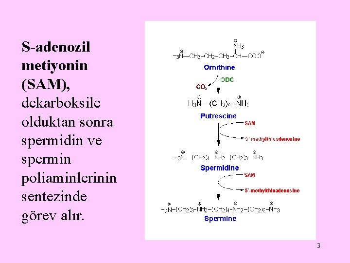 S-adenozil metiyonin (SAM), dekarboksile olduktan sonra spermidin ve spermin poliaminlerinin sentezinde görev alır. 3