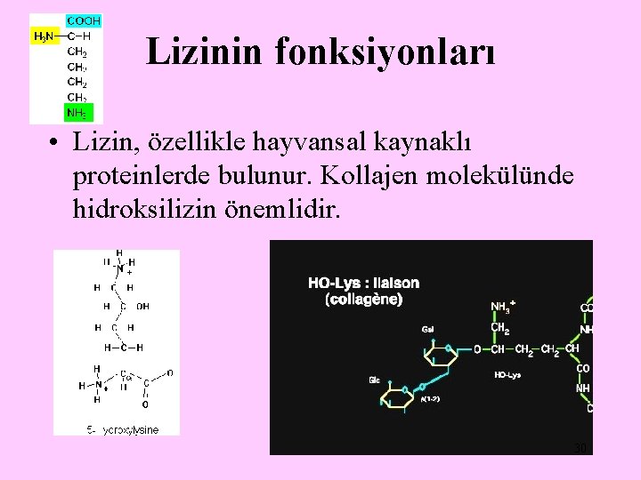 Lizinin fonksiyonları • Lizin, özellikle hayvansal kaynaklı proteinlerde bulunur. Kollajen molekülünde hidroksilizin önemlidir. 30