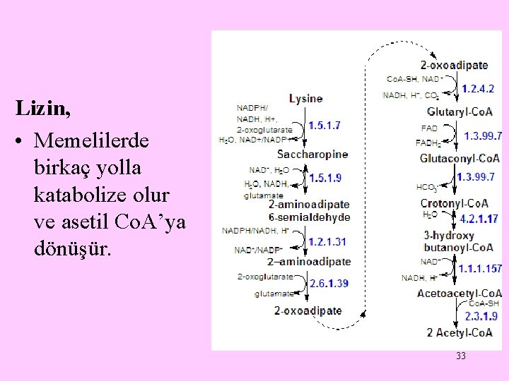 Lizin, • Memelilerde birkaç yolla katabolize olur ve asetil Co. A’ya dönüşür. 33 