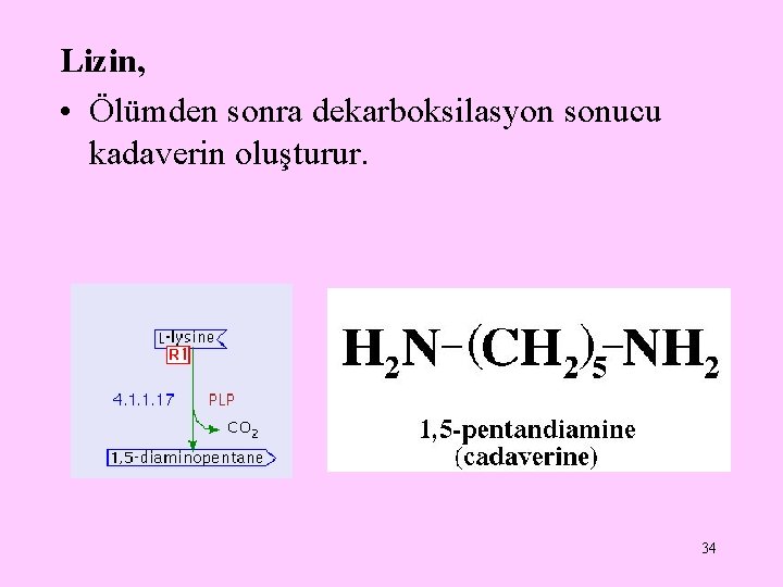 Lizin, • Ölümden sonra dekarboksilasyon sonucu kadaverin oluşturur. 34 