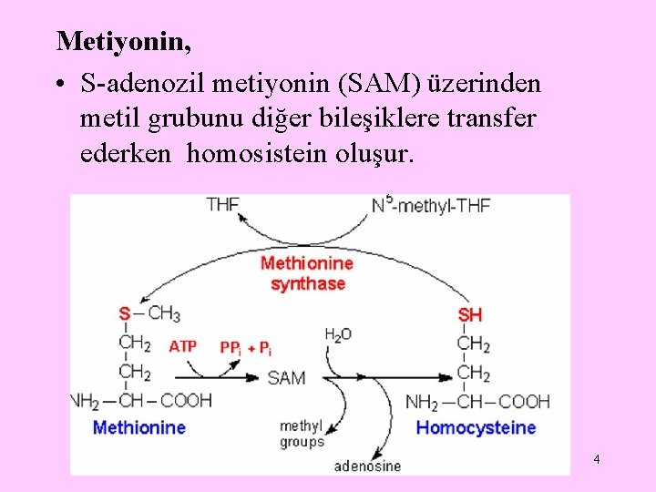 Metiyonin, • S-adenozil metiyonin (SAM) üzerinden metil grubunu diğer bileşiklere transfer ederken homosistein oluşur.