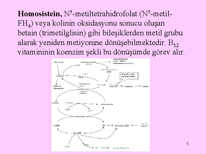 Homosistein, N 5 -metiltetrahidrofolat (N 5 -metil. FH 4) veya kolinin oksidasyonu sonucu oluşan