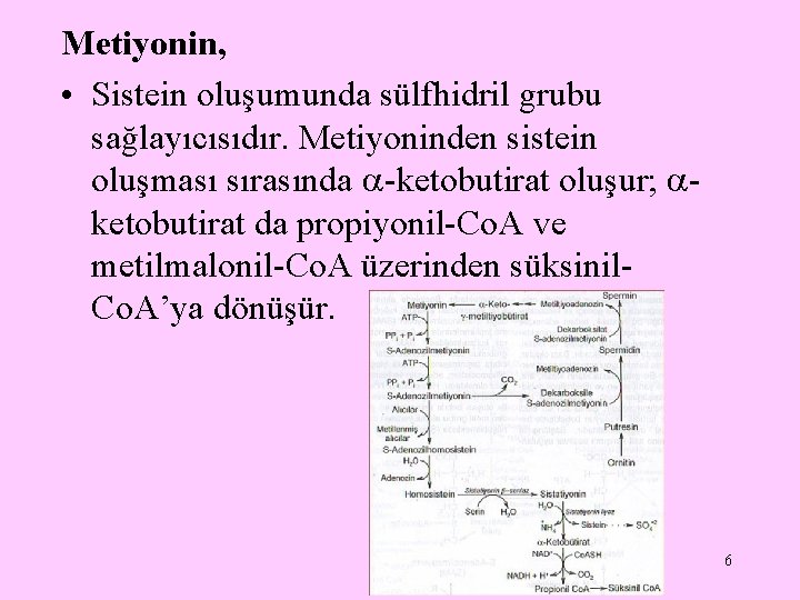 Metiyonin, • Sistein oluşumunda sülfhidril grubu sağlayıcısıdır. Metiyoninden sistein oluşması sırasında -ketobutirat oluşur; ketobutirat