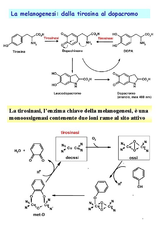 La melanogenesi: dalla tirosina al dopacromo La tirosinasi, l’enzima chiave della melanogenesi, è una