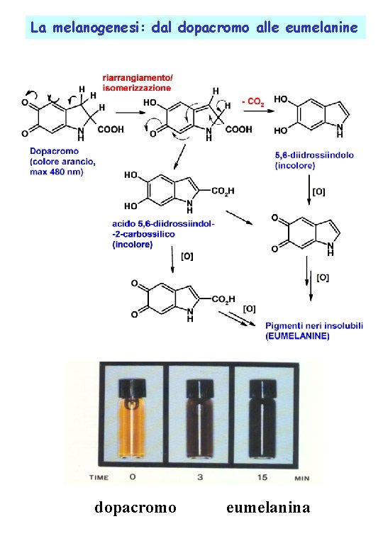 La melanogenesi: dal dopacromo alle eumelanine dopacromo eumelanina 