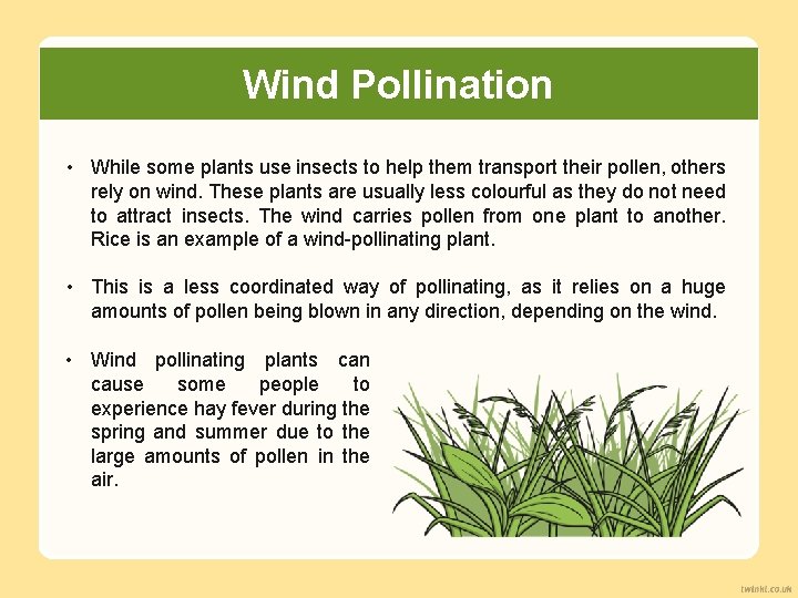 Wind Pollination • While some plants use insects to help them transport their pollen,