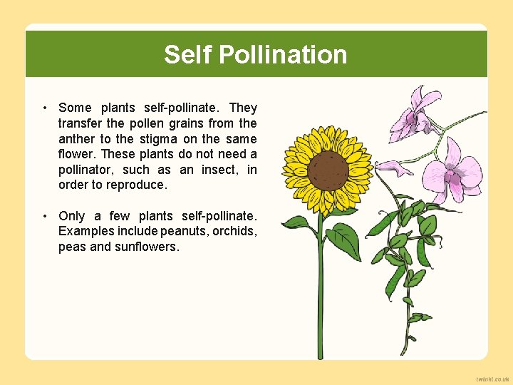 Self Pollination • Some plants self-pollinate. They transfer the pollen grains from the anther