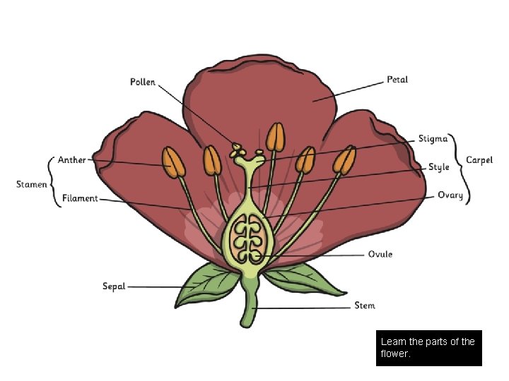 Insect or Wind? In pollination, pollen from the stamen is transferred to the stigma.