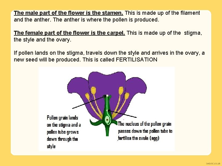 The male part of the flower is the stamen. This is made up of