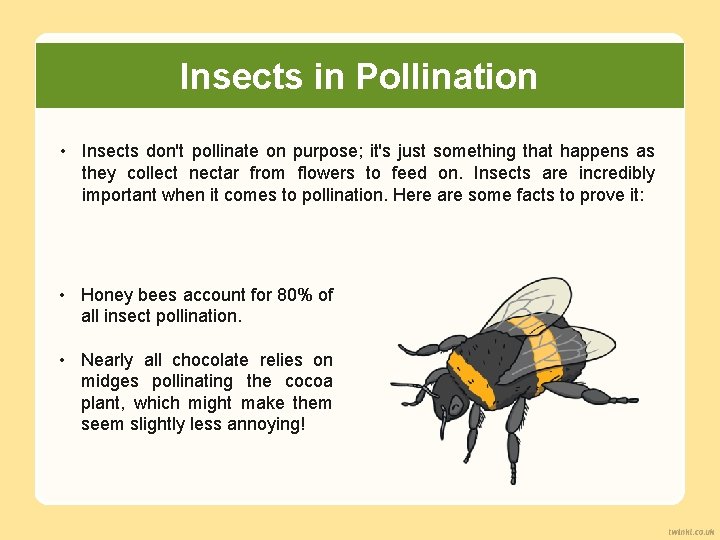 Insects in Pollination • Insects don't pollinate on purpose; it's just something that happens